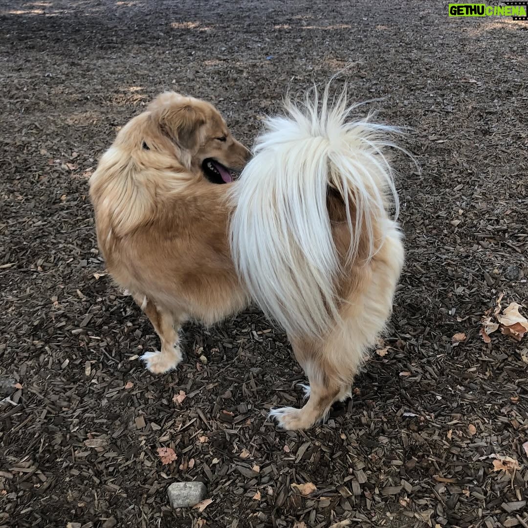 Amy Nelson - 779.8K Likes - We had to let Henry go yesterday morning. I’m so sorry to tell everyone. I know many of you loved seeing him despite how camera shy he was. He was so similar to me. My shadow. Please bear with me while I clumsily try to honor him.

I have to tell you that Mark and Chica and I lay here a day later feeling like we sawed our own arm off. I’m sorry if we are a mess for a while.

It was a miracle he made it to the wedding, still his old self. I can’t believe we had that. Over a year of good days after a cancer diagnosis that we all thought was ready to take him out the day we discovered it.

Even yesterday morning, exhausted as he was - Henry jumped in and out of the car, head out the window and tugged towards his favorite trail at his favorite park. And then he came home and we helped him rest. He simply ran out of good days.

From the worst motion sickness I’ve ever seen to teaching himself to stick his head out the window. He’d meep and meep and meep. The perfect road trip partner. He got to see Thailand to LA, even the Atlantic. Snow and desert and beaches and forests and creeks. How many dogs could say the same?

I keep thinking back to all those film shoots in Austin, where he suddenly discovered how to run. And god it was the most shamelessly dorky run - the kind of enthusiasm reserved for passions discovered in the second chapter of life - lived as if you’re making up for lost time.

And most importantly of all, he was little brother to his big sister. They loved each other so much. Chica was the only dog Henry ever truly figured out how to play with. He eventually grew brave enough to wrestle in front of our friends. She taught him how to be a dog. He gave her purpose.

Last night Mark said he was plucked from the cosmos just for us. And he certainly was, but he had some human help along the way. Thank you to Tamara at @thaistreetpaws_dogrescue for saving his life.

It was an honor to take him into our home, but it ultimately became his home more than any of ours. He was my Henry copilot, our watchful eyes, and he was perfect.
