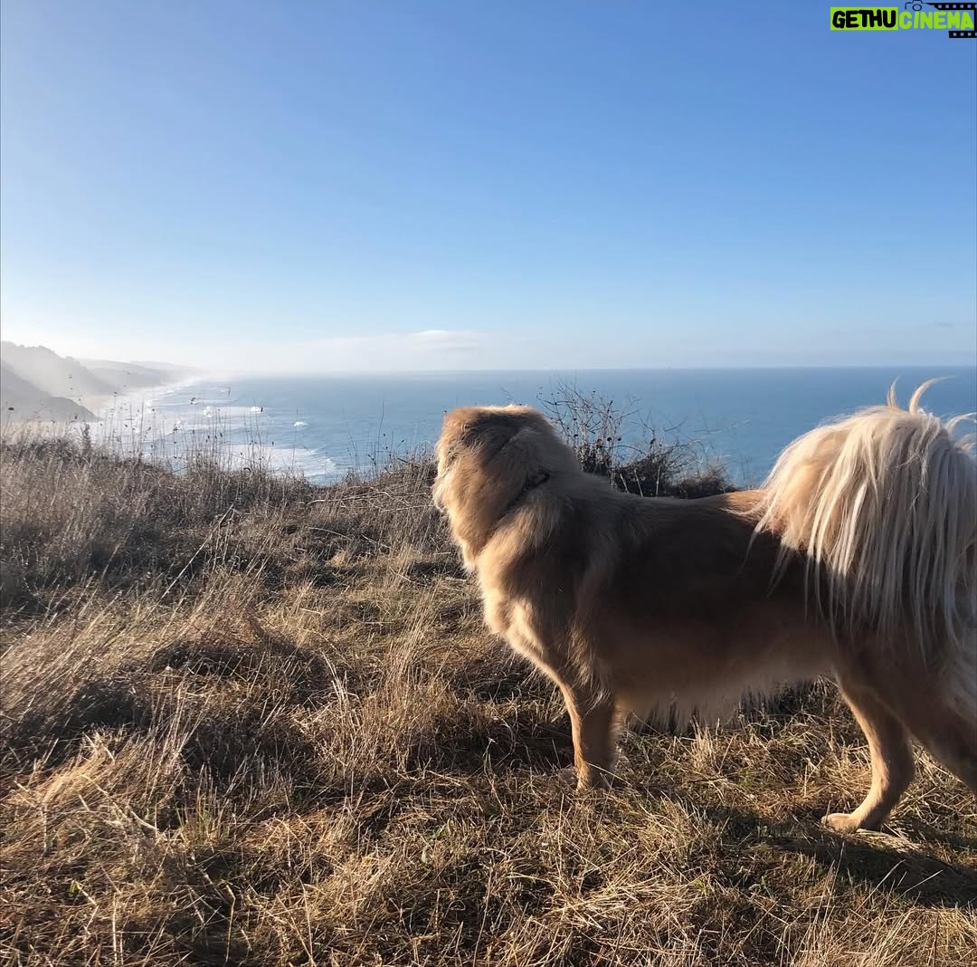 Amy Nelson - 779.8K Likes - We had to let Henry go yesterday morning. I’m so sorry to tell everyone. I know many of you loved seeing him despite how camera shy he was. He was so similar to me. My shadow. Please bear with me while I clumsily try to honor him.

I have to tell you that Mark and Chica and I lay here a day later feeling like we sawed our own arm off. I’m sorry if we are a mess for a while.

It was a miracle he made it to the wedding, still his old self. I can’t believe we had that. Over a year of good days after a cancer diagnosis that we all thought was ready to take him out the day we discovered it.

Even yesterday morning, exhausted as he was - Henry jumped in and out of the car, head out the window and tugged towards his favorite trail at his favorite park. And then he came home and we helped him rest. He simply ran out of good days.

From the worst motion sickness I’ve ever seen to teaching himself to stick his head out the window. He’d meep and meep and meep. The perfect road trip partner. He got to see Thailand to LA, even the Atlantic. Snow and desert and beaches and forests and creeks. How many dogs could say the same?

I keep thinking back to all those film shoots in Austin, where he suddenly discovered how to run. And god it was the most shamelessly dorky run - the kind of enthusiasm reserved for passions discovered in the second chapter of life - lived as if you’re making up for lost time.

And most importantly of all, he was little brother to his big sister. They loved each other so much. Chica was the only dog Henry ever truly figured out how to play with. He eventually grew brave enough to wrestle in front of our friends. She taught him how to be a dog. He gave her purpose.

Last night Mark said he was plucked from the cosmos just for us. And he certainly was, but he had some human help along the way. Thank you to Tamara at @thaistreetpaws_dogrescue for saving his life.

It was an honor to take him into our home, but it ultimately became his home more than any of ours. He was my Henry copilot, our watchful eyes, and he was perfect.