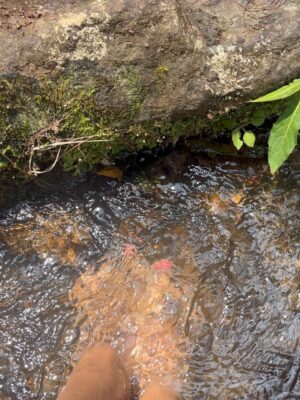 Ana Flavia Cavalcanti Instagram - Bocaina de minas e dos prazeres.
Água doce, fim de tarde, caminhadas, dançar na sala, mergulhar e ficar odara.
Até breve chão vermelho, foram dias muito gostosos.
🦋🦋🦋