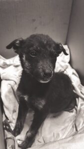 Arantza Ruiz Instagram - Una historia con final feliz gracias a todos los Padrinos y Madrinas de Fushi por darle una oportunidad de tener una vida plena y feliz. 
Gracias a @arantzaruiz_ por rifarse y decidir adoptar a Fushi, no pudo haber tenido una mejor casita. 
A todos por sus mensajes, gracias. ❤️