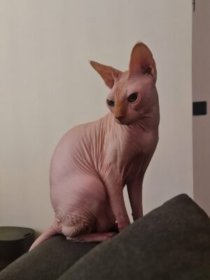 Bely Basarte Instagram - Mi abrazo en tantos días tristes, mi luz en tantas épocas oscuras, mi gatito Otis. Mi conexión más pura, mi amor más genuino, tú que tantos llantos consolaste, ¿cómo lo voy a hacer sin ti?

Tengo un hueco en el alma y no quiero llenarlo porque es tuyo. Te lo llevas contigo, de abrigo, de refugio, para que te tumbes sobre él a tomar el solecito.

Mi Otis de ronroneo eterno, mi mejor compañero, no recuerdo la vida sin ti.

Soñaré cada noche que dormimos acurrucados, tu carita sobre la mía, Molly entre mis piernas y Alex a nuestro lado dándonos calor hasta que vuelva a salir el sol. Porque ahora estás en los rayitos de sol, colándote por la ventana en pleno diciembre para calentar a Molly.

Nos hemos tenido tanto amor, gatito.
Nos hemos consentido todo el amor del mundo.

Te voy a echar de menos toda la vida.