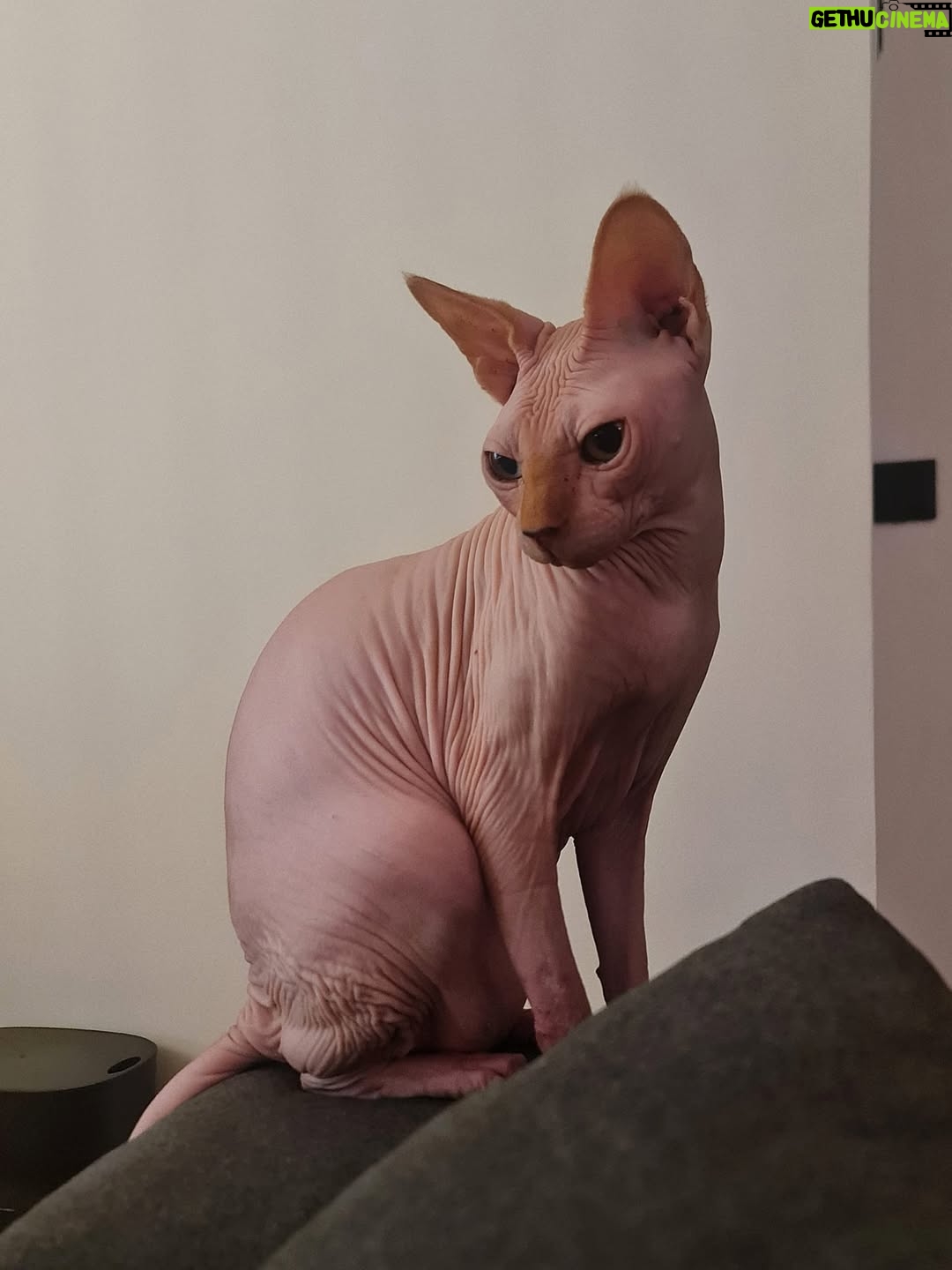 Bely Basarte - 13.3K Likes - Mi abrazo en tantos días tristes, mi luz en tantas épocas oscuras, mi gatito Otis. Mi conexión más pura, mi amor más genuino, tú que tantos llantos consolaste, ¿cómo lo voy a hacer sin ti?

Tengo un hueco en el alma y no quiero llenarlo porque es tuyo. Te lo llevas contigo, de abrigo, de refugio, para que te tumbes sobre él a tomar el solecito.

Mi Otis de ronroneo eterno, mi mejor compañero, no recuerdo la vida sin ti.

Soñaré cada noche que dormimos acurrucados, tu carita sobre la mía, Molly entre mis piernas y Alex a nuestro lado dándonos calor hasta que vuelva a salir el sol. Porque ahora estás en los rayitos de sol, colándote por la ventana en pleno diciembre para calentar a Molly.

Nos hemos tenido tanto amor, gatito.
Nos hemos consentido todo el amor del mundo.

Te voy a echar de menos toda la vida.
