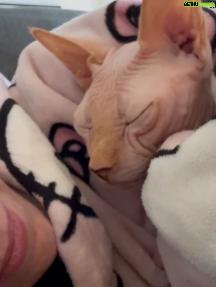 Bely Basarte - 13.3K Likes - Mi abrazo en tantos días tristes, mi luz en tantas épocas oscuras, mi gatito Otis. Mi conexión más pura, mi amor más genuino, tú que tantos llantos consolaste, ¿cómo lo voy a hacer sin ti?

Tengo un hueco en el alma y no quiero llenarlo porque es tuyo. Te lo llevas contigo, de abrigo, de refugio, para que te tumbes sobre él a tomar el solecito.

Mi Otis de ronroneo eterno, mi mejor compañero, no recuerdo la vida sin ti.

Soñaré cada noche que dormimos acurrucados, tu carita sobre la mía, Molly entre mis piernas y Alex a nuestro lado dándonos calor hasta que vuelva a salir el sol. Porque ahora estás en los rayitos de sol, colándote por la ventana en pleno diciembre para calentar a Molly.

Nos hemos tenido tanto amor, gatito.
Nos hemos consentido todo el amor del mundo.

Te voy a echar de menos toda la vida.