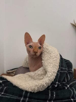 Bely Basarte Instagram - Mi abrazo en tantos días tristes, mi luz en tantas épocas oscuras, mi gatito Otis. Mi conexión más pura, mi amor más genuino, tú que tantos llantos consolaste, ¿cómo lo voy a hacer sin ti?

Tengo un hueco en el alma y no quiero llenarlo porque es tuyo. Te lo llevas contigo, de abrigo, de refugio, para que te tumbes sobre él a tomar el solecito.

Mi Otis de ronroneo eterno, mi mejor compañero, no recuerdo la vida sin ti.

Soñaré cada noche que dormimos acurrucados, tu carita sobre la mía, Molly entre mis piernas y Alex a nuestro lado dándonos calor hasta que vuelva a salir el sol. Porque ahora estás en los rayitos de sol, colándote por la ventana en pleno diciembre para calentar a Molly.

Nos hemos tenido tanto amor, gatito.
Nos hemos consentido todo el amor del mundo.

Te voy a echar de menos toda la vida.