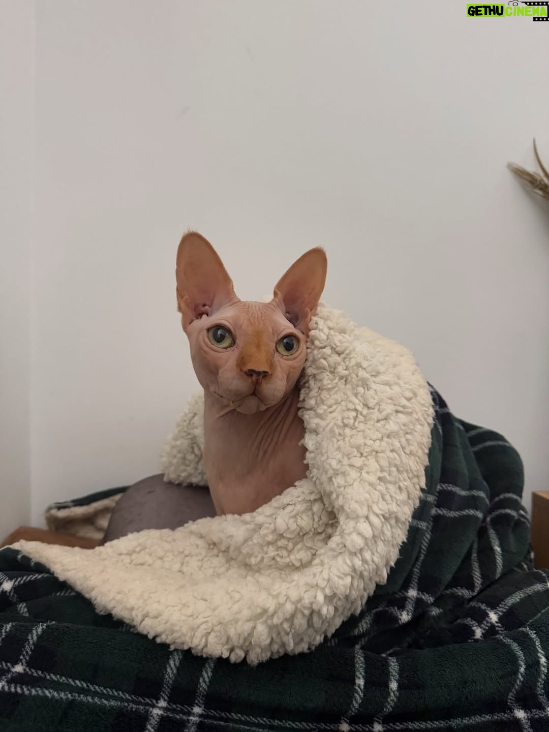 Bely Basarte - 13.3K Likes - Mi abrazo en tantos días tristes, mi luz en tantas épocas oscuras, mi gatito Otis. Mi conexión más pura, mi amor más genuino, tú que tantos llantos consolaste, ¿cómo lo voy a hacer sin ti?

Tengo un hueco en el alma y no quiero llenarlo porque es tuyo. Te lo llevas contigo, de abrigo, de refugio, para que te tumbes sobre él a tomar el solecito.

Mi Otis de ronroneo eterno, mi mejor compañero, no recuerdo la vida sin ti.

Soñaré cada noche que dormimos acurrucados, tu carita sobre la mía, Molly entre mis piernas y Alex a nuestro lado dándonos calor hasta que vuelva a salir el sol. Porque ahora estás en los rayitos de sol, colándote por la ventana en pleno diciembre para calentar a Molly.

Nos hemos tenido tanto amor, gatito.
Nos hemos consentido todo el amor del mundo.

Te voy a echar de menos toda la vida.