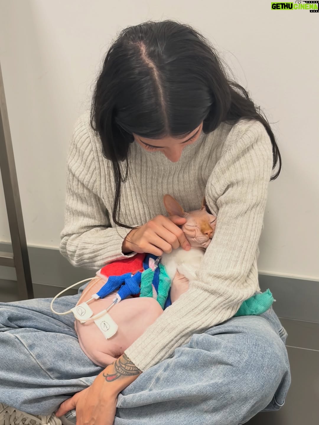 Bely Basarte - 13.3K Likes - Mi abrazo en tantos días tristes, mi luz en tantas épocas oscuras, mi gatito Otis. Mi conexión más pura, mi amor más genuino, tú que tantos llantos consolaste, ¿cómo lo voy a hacer sin ti?

Tengo un hueco en el alma y no quiero llenarlo porque es tuyo. Te lo llevas contigo, de abrigo, de refugio, para que te tumbes sobre él a tomar el solecito.

Mi Otis de ronroneo eterno, mi mejor compañero, no recuerdo la vida sin ti.

Soñaré cada noche que dormimos acurrucados, tu carita sobre la mía, Molly entre mis piernas y Alex a nuestro lado dándonos calor hasta que vuelva a salir el sol. Porque ahora estás en los rayitos de sol, colándote por la ventana en pleno diciembre para calentar a Molly.

Nos hemos tenido tanto amor, gatito.
Nos hemos consentido todo el amor del mundo.

Te voy a echar de menos toda la vida.