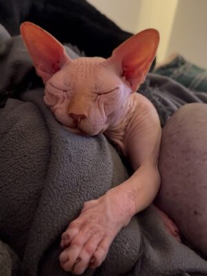 Bely Basarte Instagram - Mi abrazo en tantos días tristes, mi luz en tantas épocas oscuras, mi gatito Otis. Mi conexión más pura, mi amor más genuino, tú que tantos llantos consolaste, ¿cómo lo voy a hacer sin ti?

Tengo un hueco en el alma y no quiero llenarlo porque es tuyo. Te lo llevas contigo, de abrigo, de refugio, para que te tumbes sobre él a tomar el solecito.

Mi Otis de ronroneo eterno, mi mejor compañero, no recuerdo la vida sin ti.

Soñaré cada noche que dormimos acurrucados, tu carita sobre la mía, Molly entre mis piernas y Alex a nuestro lado dándonos calor hasta que vuelva a salir el sol. Porque ahora estás en los rayitos de sol, colándote por la ventana en pleno diciembre para calentar a Molly.

Nos hemos tenido tanto amor, gatito.
Nos hemos consentido todo el amor del mundo.

Te voy a echar de menos toda la vida.
