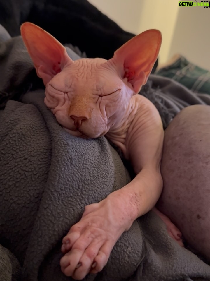 Bely Basarte - 13.3K Likes - Mi abrazo en tantos días tristes, mi luz en tantas épocas oscuras, mi gatito Otis. Mi conexión más pura, mi amor más genuino, tú que tantos llantos consolaste, ¿cómo lo voy a hacer sin ti?

Tengo un hueco en el alma y no quiero llenarlo porque es tuyo. Te lo llevas contigo, de abrigo, de refugio, para que te tumbes sobre él a tomar el solecito.

Mi Otis de ronroneo eterno, mi mejor compañero, no recuerdo la vida sin ti.

Soñaré cada noche que dormimos acurrucados, tu carita sobre la mía, Molly entre mis piernas y Alex a nuestro lado dándonos calor hasta que vuelva a salir el sol. Porque ahora estás en los rayitos de sol, colándote por la ventana en pleno diciembre para calentar a Molly.

Nos hemos tenido tanto amor, gatito.
Nos hemos consentido todo el amor del mundo.

Te voy a echar de menos toda la vida.