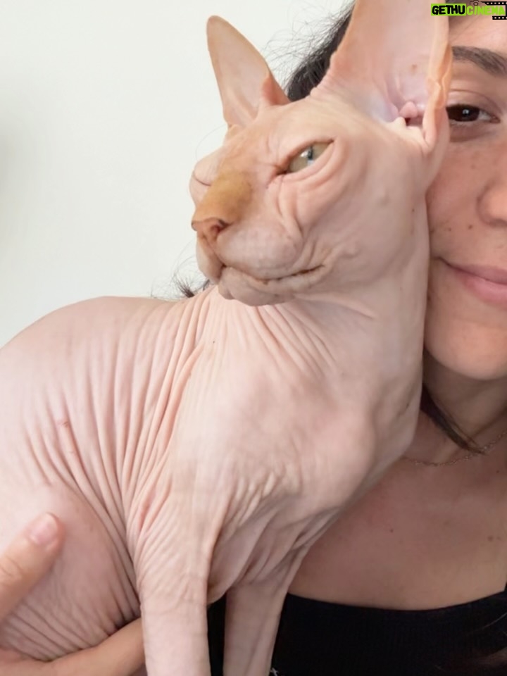 Bely Basarte - 13.3K Likes - Mi abrazo en tantos días tristes, mi luz en tantas épocas oscuras, mi gatito Otis. Mi conexión más pura, mi amor más genuino, tú que tantos llantos consolaste, ¿cómo lo voy a hacer sin ti?

Tengo un hueco en el alma y no quiero llenarlo porque es tuyo. Te lo llevas contigo, de abrigo, de refugio, para que te tumbes sobre él a tomar el solecito.

Mi Otis de ronroneo eterno, mi mejor compañero, no recuerdo la vida sin ti.

Soñaré cada noche que dormimos acurrucados, tu carita sobre la mía, Molly entre mis piernas y Alex a nuestro lado dándonos calor hasta que vuelva a salir el sol. Porque ahora estás en los rayitos de sol, colándote por la ventana en pleno diciembre para calentar a Molly.

Nos hemos tenido tanto amor, gatito.
Nos hemos consentido todo el amor del mundo.

Te voy a echar de menos toda la vida.
