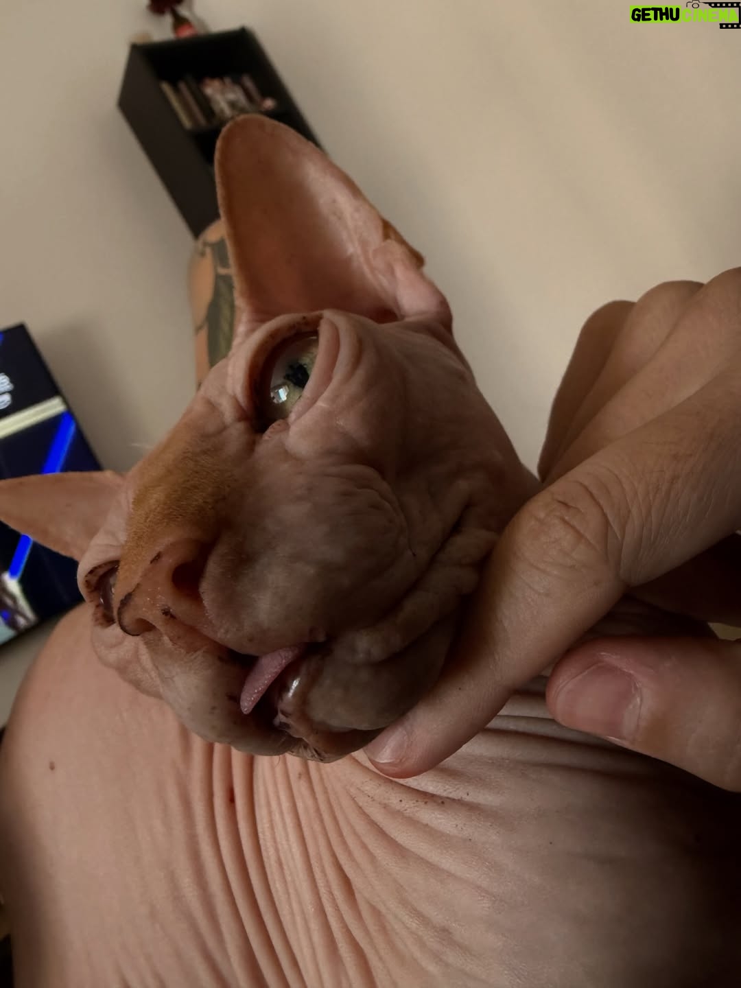 Bely Basarte - 13.3K Likes - Mi abrazo en tantos días tristes, mi luz en tantas épocas oscuras, mi gatito Otis. Mi conexión más pura, mi amor más genuino, tú que tantos llantos consolaste, ¿cómo lo voy a hacer sin ti?

Tengo un hueco en el alma y no quiero llenarlo porque es tuyo. Te lo llevas contigo, de abrigo, de refugio, para que te tumbes sobre él a tomar el solecito.

Mi Otis de ronroneo eterno, mi mejor compañero, no recuerdo la vida sin ti.

Soñaré cada noche que dormimos acurrucados, tu carita sobre la mía, Molly entre mis piernas y Alex a nuestro lado dándonos calor hasta que vuelva a salir el sol. Porque ahora estás en los rayitos de sol, colándote por la ventana en pleno diciembre para calentar a Molly.

Nos hemos tenido tanto amor, gatito.
Nos hemos consentido todo el amor del mundo.

Te voy a echar de menos toda la vida.