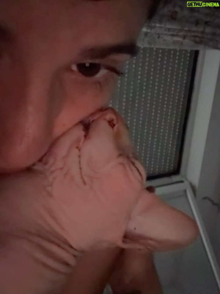 Bely Basarte - 13.3K Likes - Mi abrazo en tantos días tristes, mi luz en tantas épocas oscuras, mi gatito Otis. Mi conexión más pura, mi amor más genuino, tú que tantos llantos consolaste, ¿cómo lo voy a hacer sin ti?

Tengo un hueco en el alma y no quiero llenarlo porque es tuyo. Te lo llevas contigo, de abrigo, de refugio, para que te tumbes sobre él a tomar el solecito.

Mi Otis de ronroneo eterno, mi mejor compañero, no recuerdo la vida sin ti.

Soñaré cada noche que dormimos acurrucados, tu carita sobre la mía, Molly entre mis piernas y Alex a nuestro lado dándonos calor hasta que vuelva a salir el sol. Porque ahora estás en los rayitos de sol, colándote por la ventana en pleno diciembre para calentar a Molly.

Nos hemos tenido tanto amor, gatito.
Nos hemos consentido todo el amor del mundo.

Te voy a echar de menos toda la vida.