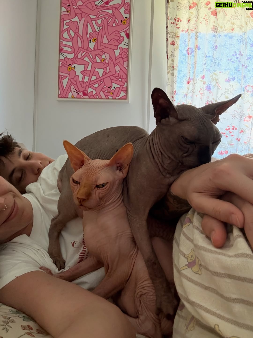 Bely Basarte - 13.3K Likes - Mi abrazo en tantos días tristes, mi luz en tantas épocas oscuras, mi gatito Otis. Mi conexión más pura, mi amor más genuino, tú que tantos llantos consolaste, ¿cómo lo voy a hacer sin ti?

Tengo un hueco en el alma y no quiero llenarlo porque es tuyo. Te lo llevas contigo, de abrigo, de refugio, para que te tumbes sobre él a tomar el solecito.

Mi Otis de ronroneo eterno, mi mejor compañero, no recuerdo la vida sin ti.

Soñaré cada noche que dormimos acurrucados, tu carita sobre la mía, Molly entre mis piernas y Alex a nuestro lado dándonos calor hasta que vuelva a salir el sol. Porque ahora estás en los rayitos de sol, colándote por la ventana en pleno diciembre para calentar a Molly.

Nos hemos tenido tanto amor, gatito.
Nos hemos consentido todo el amor del mundo.

Te voy a echar de menos toda la vida.