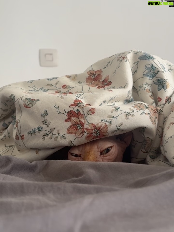 Bely Basarte - 13.3K Likes - Mi abrazo en tantos días tristes, mi luz en tantas épocas oscuras, mi gatito Otis. Mi conexión más pura, mi amor más genuino, tú que tantos llantos consolaste, ¿cómo lo voy a hacer sin ti?

Tengo un hueco en el alma y no quiero llenarlo porque es tuyo. Te lo llevas contigo, de abrigo, de refugio, para que te tumbes sobre él a tomar el solecito.

Mi Otis de ronroneo eterno, mi mejor compañero, no recuerdo la vida sin ti.

Soñaré cada noche que dormimos acurrucados, tu carita sobre la mía, Molly entre mis piernas y Alex a nuestro lado dándonos calor hasta que vuelva a salir el sol. Porque ahora estás en los rayitos de sol, colándote por la ventana en pleno diciembre para calentar a Molly.

Nos hemos tenido tanto amor, gatito.
Nos hemos consentido todo el amor del mundo.

Te voy a echar de menos toda la vida.