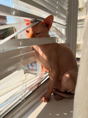 Bely Basarte Instagram - Mi abrazo en tantos días tristes, mi luz en tantas épocas oscuras, mi gatito Otis. Mi conexión más pura, mi amor más genuino, tú que tantos llantos consolaste, ¿cómo lo voy a hacer sin ti?

Tengo un hueco en el alma y no quiero llenarlo porque es tuyo. Te lo llevas contigo, de abrigo, de refugio, para que te tumbes sobre él a tomar el solecito.

Mi Otis de ronroneo eterno, mi mejor compañero, no recuerdo la vida sin ti.

Soñaré cada noche que dormimos acurrucados, tu carita sobre la mía, Molly entre mis piernas y Alex a nuestro lado dándonos calor hasta que vuelva a salir el sol. Porque ahora estás en los rayitos de sol, colándote por la ventana en pleno diciembre para calentar a Molly.

Nos hemos tenido tanto amor, gatito.
Nos hemos consentido todo el amor del mundo.

Te voy a echar de menos toda la vida.