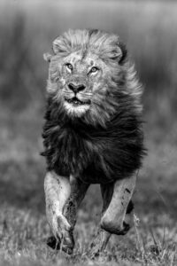 Beverly Joubert Instagram - For more than forty years, @DereckJoubert and I have devoted our lives to observing Africa's wildlife with awe and reverence. We've been fortune enough to document rare moments that reveal beauty, tenderness, and the remarkable intelligence and complexity that's woven into the natural world. Our latest book, Wild Eye: A Life in Photographs, reflects this time we've spent chronicling nature's narratives.

Now, six images from the book have been specially chosen to support our critical conservation work through the @GreatPlainsFoundation, an initiative we spearheaded to protect wild landscapes as well as the animals and communities that call them home. 

This season, we invite you to choose gifts that carry real impact. Supporters who purchase before 16 December 2025 will receive a 10% holiday discount, helping safeguard the species and landscapes we hold dear while sharing art that tells their story. 

A heartfelt thank you for standing with us. Your support continues to shape a future where wildlife can thrive.

Link in the bio to purchase a print.