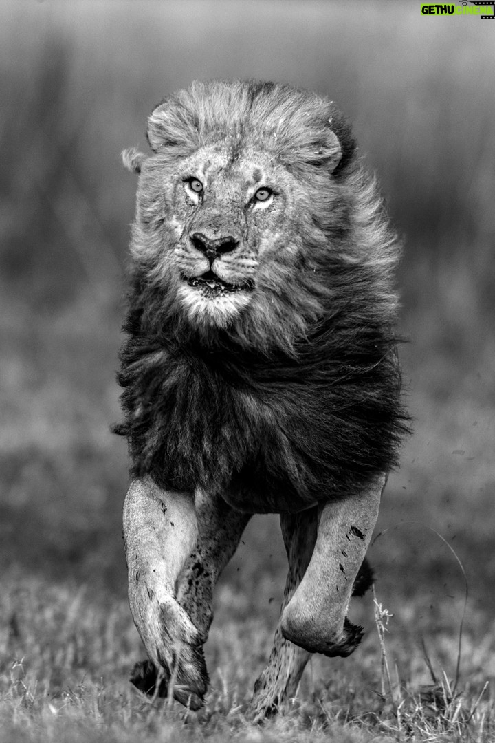 Beverly Joubert - 3.4K Likes - For more than forty years, @DereckJoubert and I have devoted our lives to observing Africa's wildlife with awe and reverence. We've been fortune enough to document rare moments that reveal beauty, tenderness, and the remarkable intelligence and complexity that's woven into the natural world. Our latest book, Wild Eye: A Life in Photographs, reflects this time we've spent chronicling nature's narratives.

Now, six images from the book have been specially chosen to support our critical conservation work through the @GreatPlainsFoundation, an initiative we spearheaded to protect wild landscapes as well as the animals and communities that call them home. 

This season, we invite you to choose gifts that carry real impact. Supporters who purchase before 16 December 2025 will receive a 10% holiday discount, helping safeguard the species and landscapes we hold dear while sharing art that tells their story. 

A heartfelt thank you for standing with us. Your support continues to shape a future where wildlife can thrive.

Link in the bio to purchase a print.
