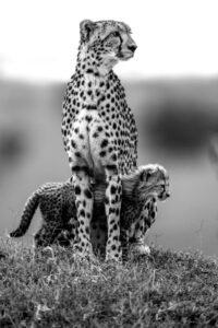 Beverly Joubert Instagram - For more than forty years, @DereckJoubert and I have devoted our lives to observing Africa's wildlife with awe and reverence. We've been fortune enough to document rare moments that reveal beauty, tenderness, and the remarkable intelligence and complexity that's woven into the natural world. Our latest book, Wild Eye: A Life in Photographs, reflects this time we've spent chronicling nature's narratives.

Now, six images from the book have been specially chosen to support our critical conservation work through the @GreatPlainsFoundation, an initiative we spearheaded to protect wild landscapes as well as the animals and communities that call them home. 

This season, we invite you to choose gifts that carry real impact. Supporters who purchase before 16 December 2025 will receive a 10% holiday discount, helping safeguard the species and landscapes we hold dear while sharing art that tells their story. 

A heartfelt thank you for standing with us. Your support continues to shape a future where wildlife can thrive.

Link in the bio to purchase a print.