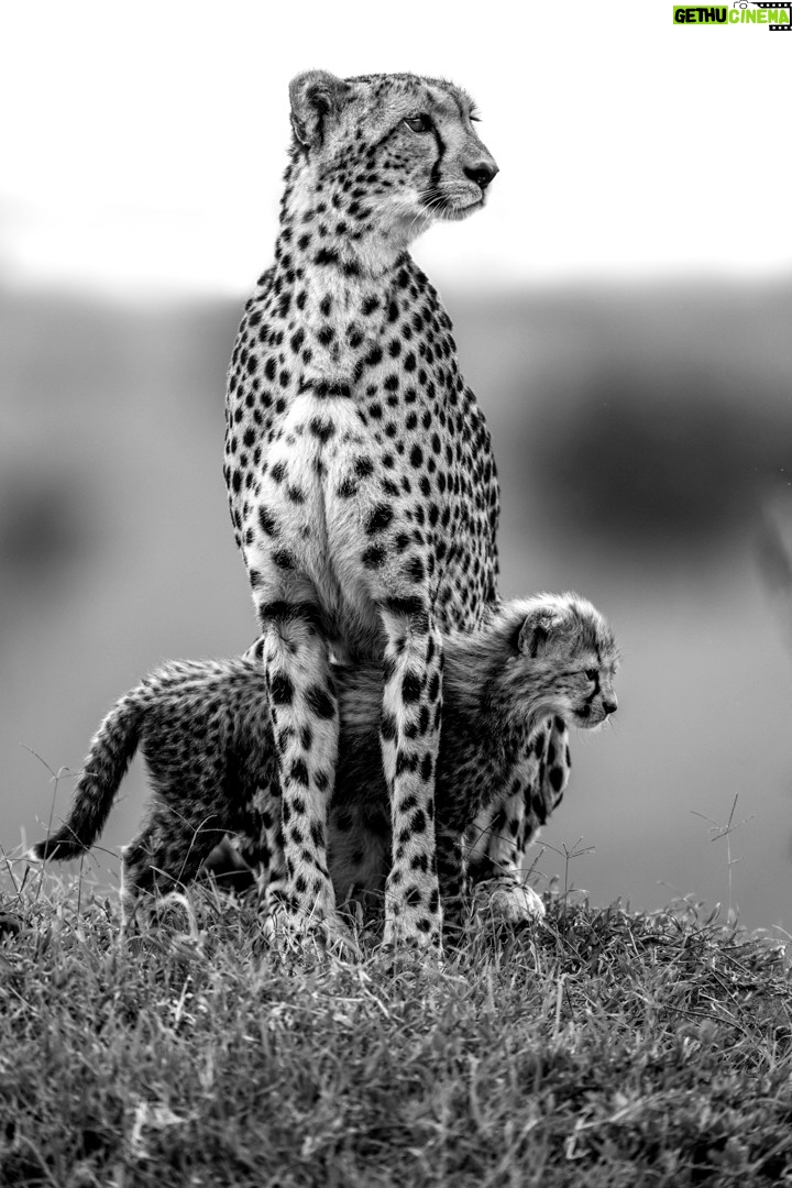 Beverly Joubert - 3.4K Likes - For more than forty years, @DereckJoubert and I have devoted our lives to observing Africa's wildlife with awe and reverence. We've been fortune enough to document rare moments that reveal beauty, tenderness, and the remarkable intelligence and complexity that's woven into the natural world. Our latest book, Wild Eye: A Life in Photographs, reflects this time we've spent chronicling nature's narratives.

Now, six images from the book have been specially chosen to support our critical conservation work through the @GreatPlainsFoundation, an initiative we spearheaded to protect wild landscapes as well as the animals and communities that call them home. 

This season, we invite you to choose gifts that carry real impact. Supporters who purchase before 16 December 2025 will receive a 10% holiday discount, helping safeguard the species and landscapes we hold dear while sharing art that tells their story. 

A heartfelt thank you for standing with us. Your support continues to shape a future where wildlife can thrive.

Link in the bio to purchase a print.