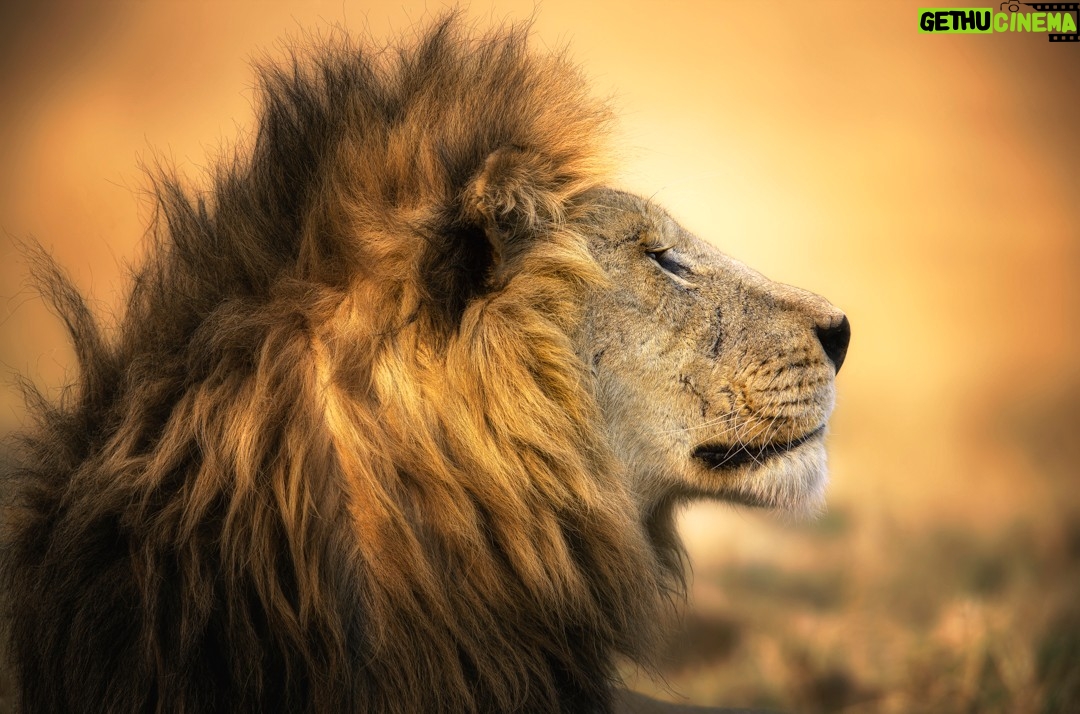 Beverly Joubert - 3.4K Likes - For more than forty years, @DereckJoubert and I have devoted our lives to observing Africa's wildlife with awe and reverence. We've been fortune enough to document rare moments that reveal beauty, tenderness, and the remarkable intelligence and complexity that's woven into the natural world. Our latest book, Wild Eye: A Life in Photographs, reflects this time we've spent chronicling nature's narratives.

Now, six images from the book have been specially chosen to support our critical conservation work through the @GreatPlainsFoundation, an initiative we spearheaded to protect wild landscapes as well as the animals and communities that call them home. 

This season, we invite you to choose gifts that carry real impact. Supporters who purchase before 16 December 2025 will receive a 10% holiday discount, helping safeguard the species and landscapes we hold dear while sharing art that tells their story. 

A heartfelt thank you for standing with us. Your support continues to shape a future where wildlife can thrive.

Link in the bio to purchase a print.