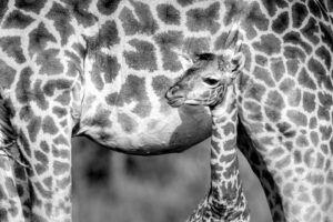 Beverly Joubert Instagram - For more than forty years, @DereckJoubert and I have devoted our lives to observing Africa's wildlife with awe and reverence. We've been fortune enough to document rare moments that reveal beauty, tenderness, and the remarkable intelligence and complexity that's woven into the natural world. Our latest book, Wild Eye: A Life in Photographs, reflects this time we've spent chronicling nature's narratives.

Now, six images from the book have been specially chosen to support our critical conservation work through the @GreatPlainsFoundation, an initiative we spearheaded to protect wild landscapes as well as the animals and communities that call them home. 

This season, we invite you to choose gifts that carry real impact. Supporters who purchase before 16 December 2025 will receive a 10% holiday discount, helping safeguard the species and landscapes we hold dear while sharing art that tells their story. 

A heartfelt thank you for standing with us. Your support continues to shape a future where wildlife can thrive.

Link in the bio to purchase a print.