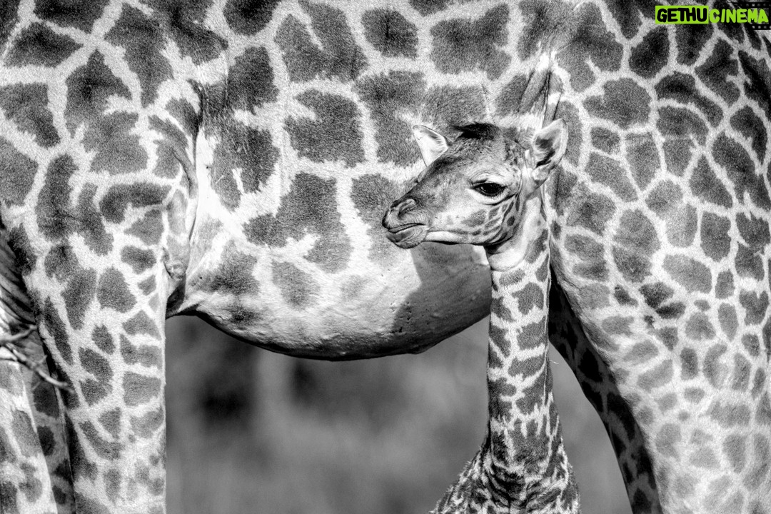 Beverly Joubert - 3.4K Likes - For more than forty years, @DereckJoubert and I have devoted our lives to observing Africa's wildlife with awe and reverence. We've been fortune enough to document rare moments that reveal beauty, tenderness, and the remarkable intelligence and complexity that's woven into the natural world. Our latest book, Wild Eye: A Life in Photographs, reflects this time we've spent chronicling nature's narratives.

Now, six images from the book have been specially chosen to support our critical conservation work through the @GreatPlainsFoundation, an initiative we spearheaded to protect wild landscapes as well as the animals and communities that call them home. 

This season, we invite you to choose gifts that carry real impact. Supporters who purchase before 16 December 2025 will receive a 10% holiday discount, helping safeguard the species and landscapes we hold dear while sharing art that tells their story. 

A heartfelt thank you for standing with us. Your support continues to shape a future where wildlife can thrive.

Link in the bio to purchase a print.