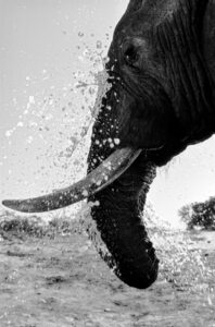 Beverly Joubert Instagram - For more than forty years, @DereckJoubert and I have devoted our lives to observing Africa's wildlife with awe and reverence. We've been fortune enough to document rare moments that reveal beauty, tenderness, and the remarkable intelligence and complexity that's woven into the natural world. Our latest book, Wild Eye: A Life in Photographs, reflects this time we've spent chronicling nature's narratives.

Now, six images from the book have been specially chosen to support our critical conservation work through the @GreatPlainsFoundation, an initiative we spearheaded to protect wild landscapes as well as the animals and communities that call them home. 

This season, we invite you to choose gifts that carry real impact. Supporters who purchase before 16 December 2025 will receive a 10% holiday discount, helping safeguard the species and landscapes we hold dear while sharing art that tells their story. 

A heartfelt thank you for standing with us. Your support continues to shape a future where wildlife can thrive.

Link in the bio to purchase a print.