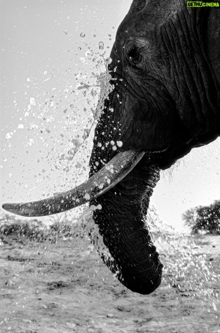 Beverly Joubert - 3.4K Likes - For more than forty years, @DereckJoubert and I have devoted our lives to observing Africa's wildlife with awe and reverence. We've been fortune enough to document rare moments that reveal beauty, tenderness, and the remarkable intelligence and complexity that's woven into the natural world. Our latest book, Wild Eye: A Life in Photographs, reflects this time we've spent chronicling nature's narratives.

Now, six images from the book have been specially chosen to support our critical conservation work through the @GreatPlainsFoundation, an initiative we spearheaded to protect wild landscapes as well as the animals and communities that call them home. 

This season, we invite you to choose gifts that carry real impact. Supporters who purchase before 16 December 2025 will receive a 10% holiday discount, helping safeguard the species and landscapes we hold dear while sharing art that tells their story. 

A heartfelt thank you for standing with us. Your support continues to shape a future where wildlife can thrive.

Link in the bio to purchase a print.