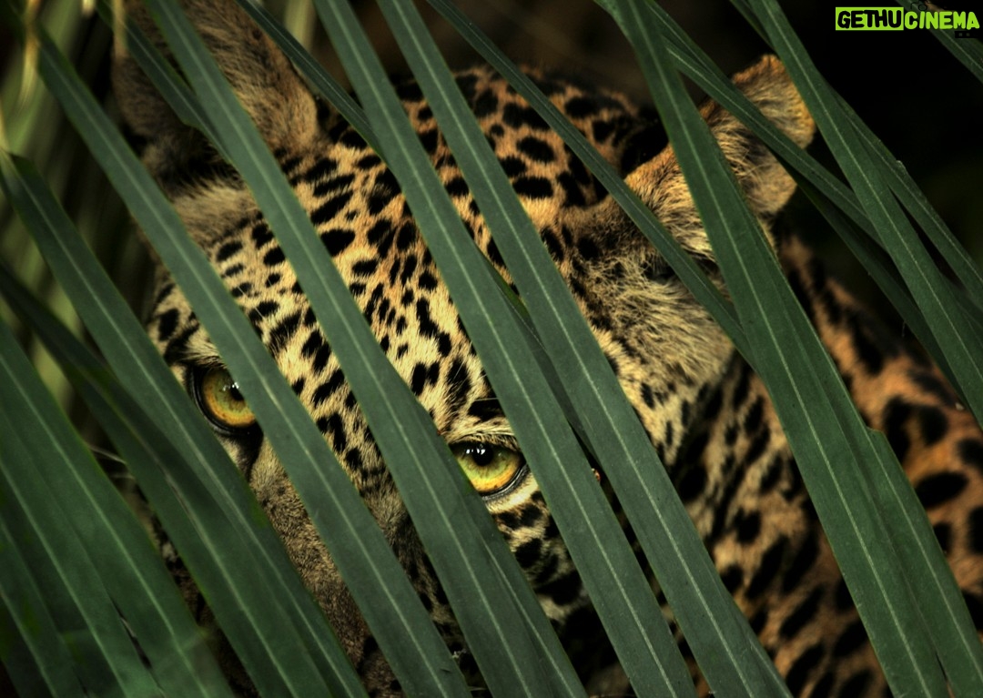 Beverly Joubert - 3.4K Likes - For more than forty years, @DereckJoubert and I have devoted our lives to observing Africa's wildlife with awe and reverence. We've been fortune enough to document rare moments that reveal beauty, tenderness, and the remarkable intelligence and complexity that's woven into the natural world. Our latest book, Wild Eye: A Life in Photographs, reflects this time we've spent chronicling nature's narratives.

Now, six images from the book have been specially chosen to support our critical conservation work through the @GreatPlainsFoundation, an initiative we spearheaded to protect wild landscapes as well as the animals and communities that call them home. 

This season, we invite you to choose gifts that carry real impact. Supporters who purchase before 16 December 2025 will receive a 10% holiday discount, helping safeguard the species and landscapes we hold dear while sharing art that tells their story. 

A heartfelt thank you for standing with us. Your support continues to shape a future where wildlife can thrive.

Link in the bio to purchase a print.