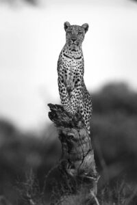 Beverly Joubert Instagram - After decades documenting leopards, each moment with them still feels like a privilege. These elusive cats reveal themselves in fragments, often just a blur of spots in the dappled shade, or a quick, penetrative glance – a pause before they slink once more into the dusk. But with a bit of luck and a lot of patience, you may get to peer a little deeper into their secretive worlds. From her perch on a fallen tree, this leopardess watched the world with unwavering focus. A rare glimpse into a life that remains beautifully mysterious.

#leopards #wildlife