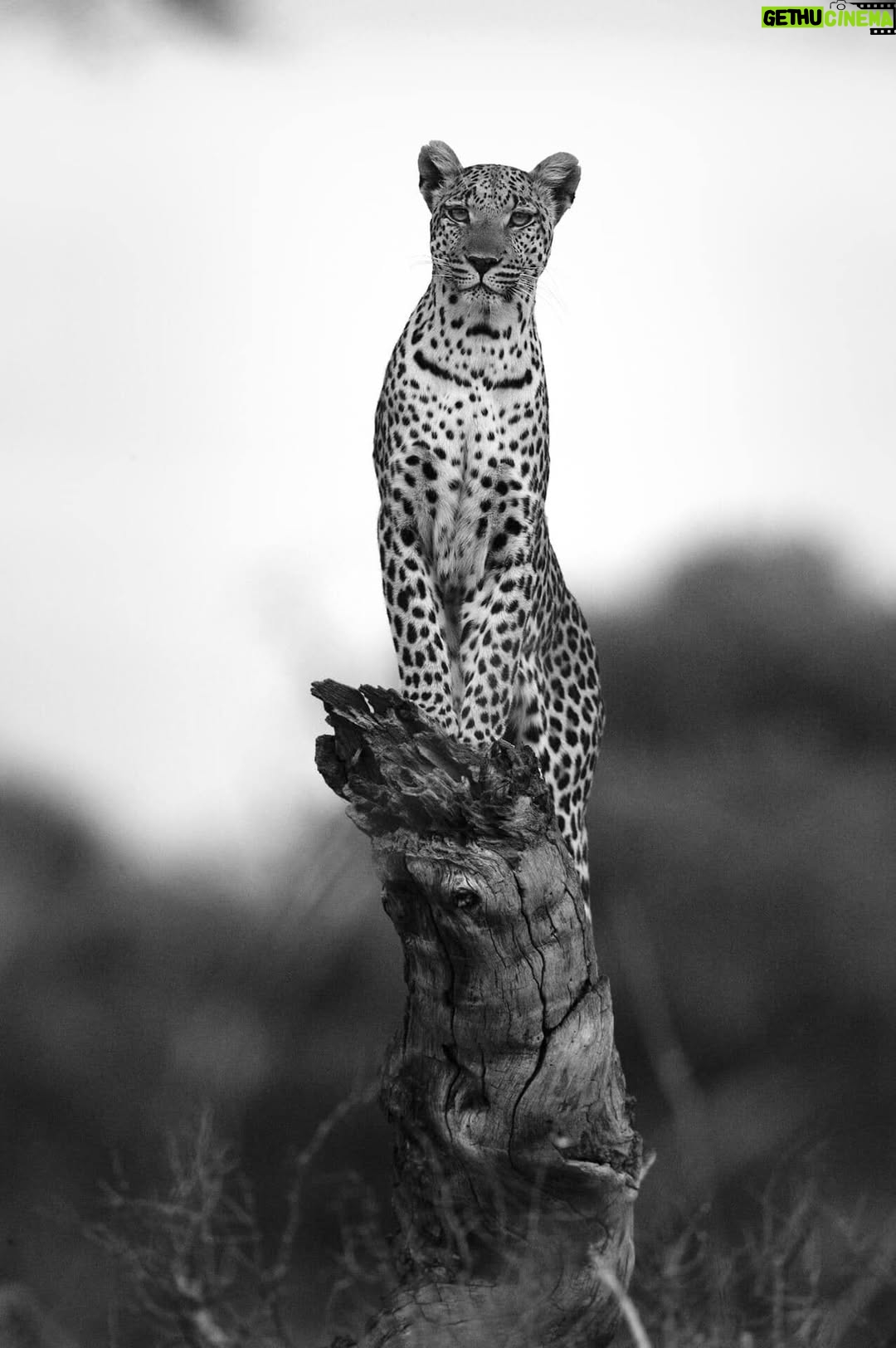 Beverly Joubert - 2.7K Likes - After decades documenting leopards, each moment with them still feels like a privilege. These elusive cats reveal themselves in fragments, often just a blur of spots in the dappled shade, or a quick, penetrative glance – a pause before they slink once more into the dusk. But with a bit of luck and a lot of patience, you may get to peer a little deeper into their secretive worlds. From her perch on a fallen tree, this leopardess watched the world with unwavering focus. A rare glimpse into a life that remains beautifully mysterious.

#leopards #wildlife