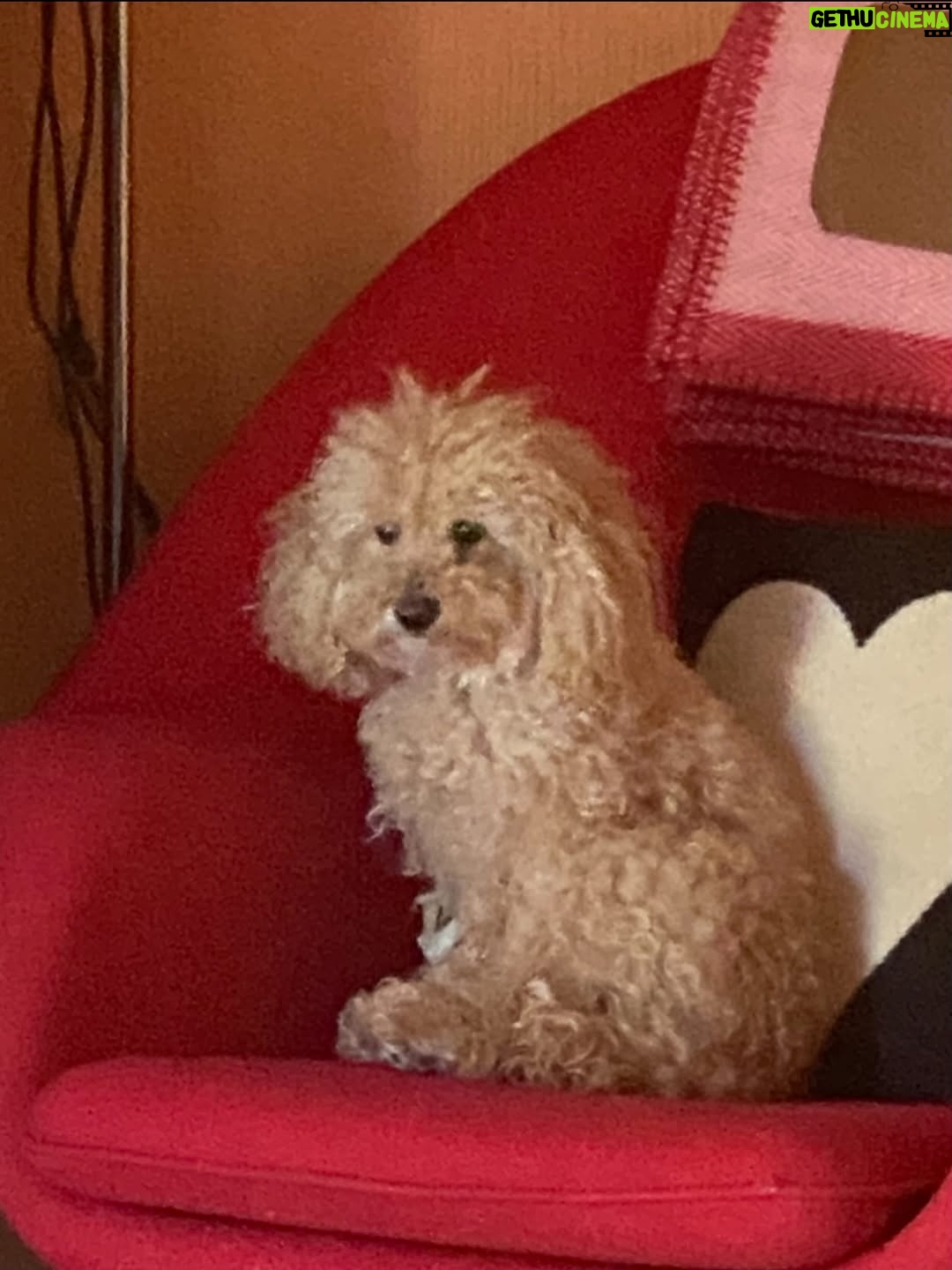 Bibiana Fernández - 6.5K Likes - Es el 11, pero es tan difícil resumir 11 años de amor, felicidades mi vida ,más que a las mañanas que a a los ríos que a los hijos que no tuve….. te adoro 🎂👑💋