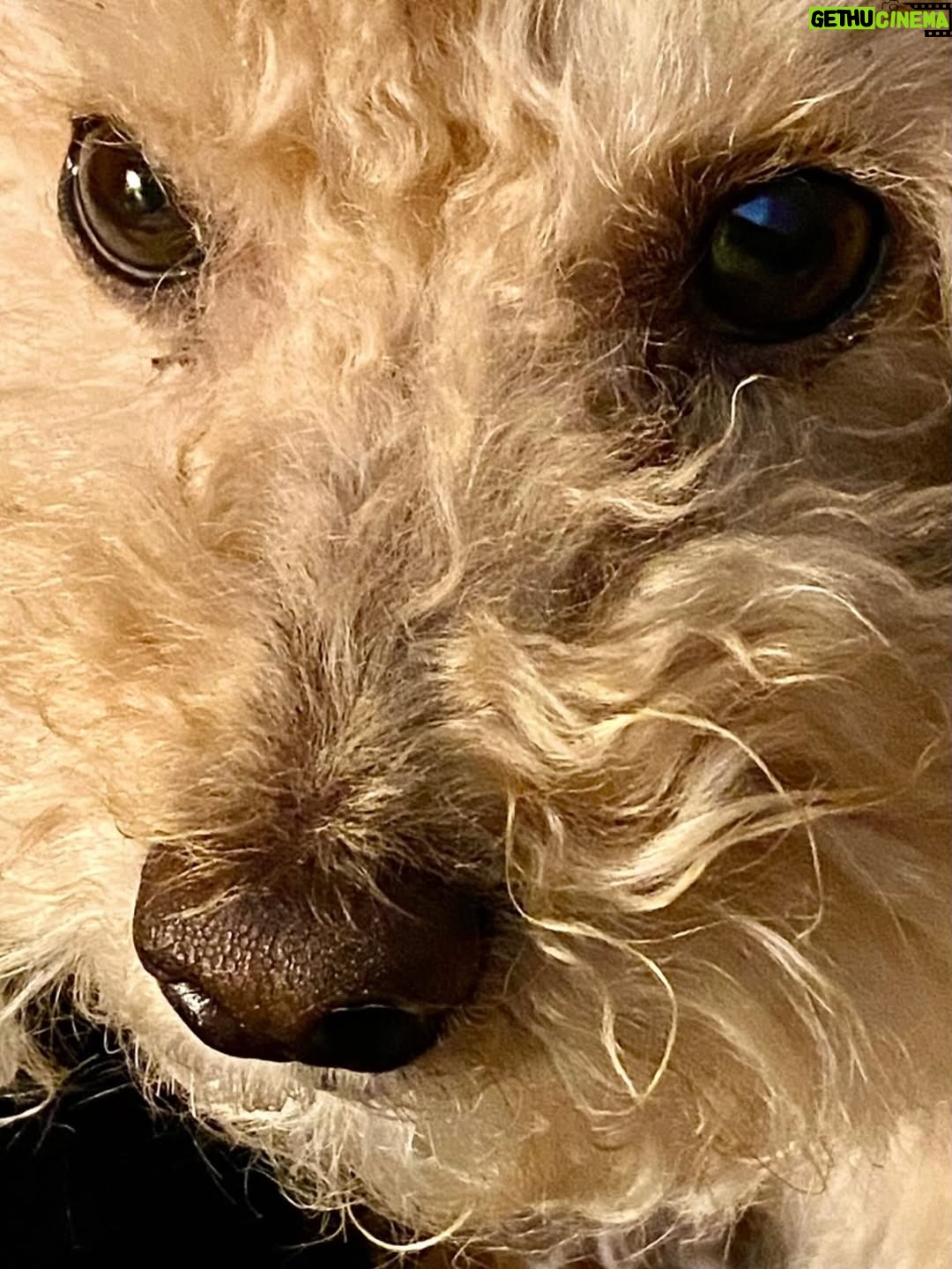 Bibiana Fernández - 6.5K Likes - Es el 11, pero es tan difícil resumir 11 años de amor, felicidades mi vida ,más que a las mañanas que a a los ríos que a los hijos que no tuve….. te adoro 🎂👑💋