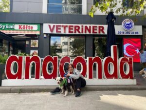 Binnur Kaya Instagram - Büyük bir ailem var benim; dostlarım,yol arkadaşlarım,hayvan kardeşlerim,tüm yeşil erikler,portakallar,günebakanlar,
nergisler,denizler,yağmurlar...
Sokaktan,barınaktan gelen ve başımın üstünde yeri olan canlar,kalbimin açan çiçekleri...16 yaşındaki hanım kızımız Güzel,ailemizin en yaşlısı,çok şey öğreniyoruz ondan...
Canlarımızı emanet edecek merhametli bir yürek ve harika bir hekim duamız yıllar önce karşılık buldu ve ömrümüzün en kıymetlilerinden @veterkan76 ile bizi buluşturdu...İnsanlığı ve mucizelere vesile hekimliğiyle her defasında hayran olduğumuz can dostumuz @veterkan76 dünyaya katkıların için minnettarız...Yaptığı her işi aşkla,tutkuyla,şükürle yapan herkese selam olsun...
Biliyorum,dünyayı iyilik kurtaracak...🤍💫🤍💫🤍💫🤍💫🤍💫🤍💫🤍💫
@anacondaveteriner