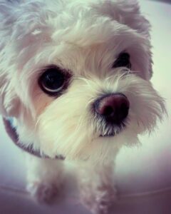 Danna García Instagram - Para los que tienen el corazón lleno de huellas 🐾🩵✨
…amor puro.
#amolosanimales❤️
#animallovers #Amorincondicional