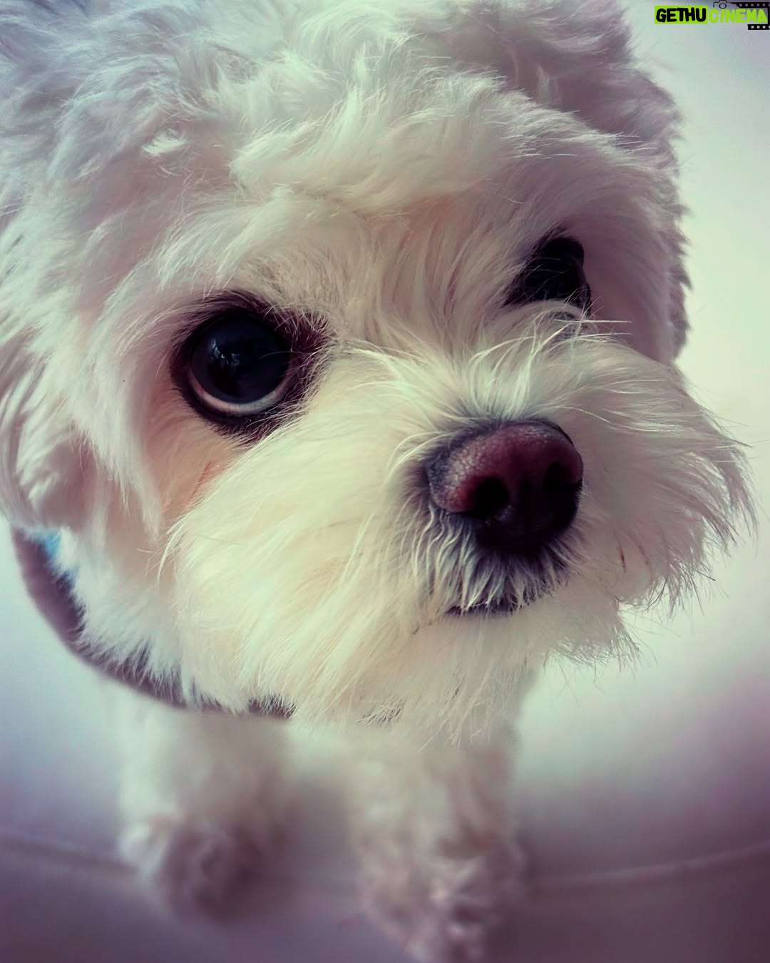 Danna García - 26.3K Likes - Para los que tienen el corazón lleno de huellas 🐾🩵✨

…amor puro. 

#amolosanimales❤️ 
#animallovers #Amorincondicional