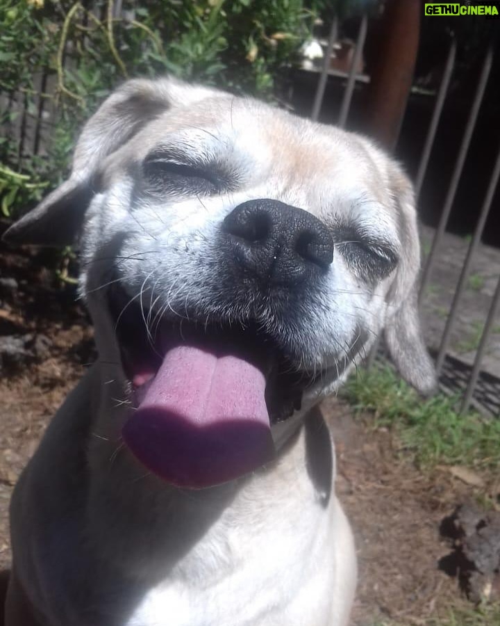 Danna García - 26.3K Likes - Para los que tienen el corazón lleno de huellas 🐾🩵✨

…amor puro. 

#amolosanimales❤️ 
#animallovers #Amorincondicional