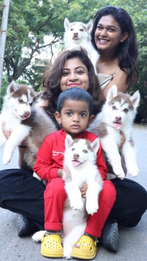 Divya Bharathi Vetrivel Instagram - HUSKY PUPPIES FOR SALE
• Purebred
• Healthy & active
• Vaccination done
• BLUE& GREY eyes available
• Ready for new homes
📞 Contact for price & photos
 9962026660