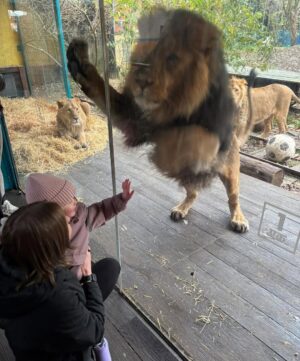 Ellen White Instagram - What a moment @zsllondonzoo two Lionesses introducing their babies to each other 🥰 Daddy Lion was up for the photos 😂 Huge thank you to their zookeeper who helped us learn all about the lions and the wonderful work they do to look after these beautiful animals! 

Feeding the Giraffes was such a special moment to share as a family. To see these stunning animals up close and personal was such a wonderful experience. They were so gentle and we learnt so much about them from their amazing zookeepers. 

Huge thank you to @zsllondonzoo for making this possible and for a wonderful fun filled day ☺️ It really made our festive weekend in London even more memorable!