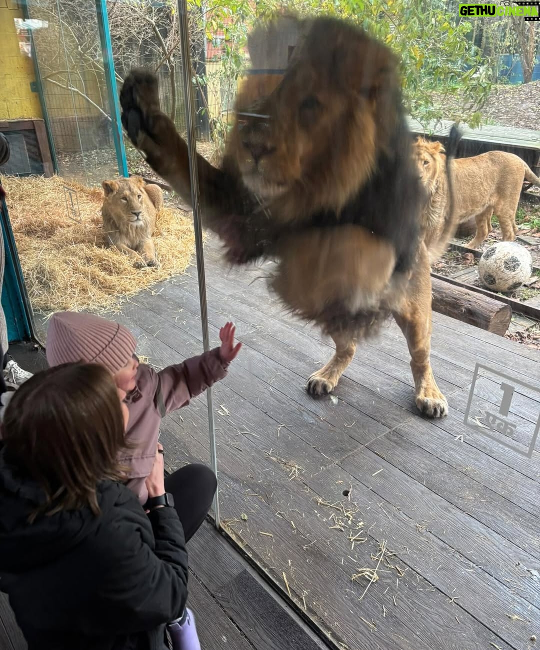 Ellen White - 7K Likes - What a moment @zsllondonzoo two Lionesses introducing their babies to each other 🥰 Daddy Lion was up for the photos 😂 Huge thank you to their zookeeper who helped us learn all about the lions and the wonderful work they do to look after these beautiful animals! 

Feeding the Giraffes was such a special moment to share as a family. To see these stunning animals up close and personal was such a wonderful experience. They were so gentle and we learnt so much about them from their amazing zookeepers. 

Huge thank you to @zsllondonzoo for making this possible and for a wonderful fun filled day ☺️ It really made our festive weekend in London even more memorable!