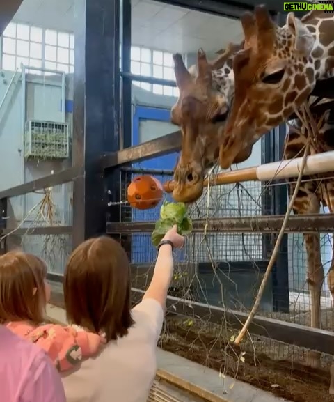 Ellen White - 7K Likes - What a moment @zsllondonzoo two Lionesses introducing their babies to each other 🥰 Daddy Lion was up for the photos 😂 Huge thank you to their zookeeper who helped us learn all about the lions and the wonderful work they do to look after these beautiful animals! 

Feeding the Giraffes was such a special moment to share as a family. To see these stunning animals up close and personal was such a wonderful experience. They were so gentle and we learnt so much about them from their amazing zookeepers. 

Huge thank you to @zsllondonzoo for making this possible and for a wonderful fun filled day ☺️ It really made our festive weekend in London even more memorable!