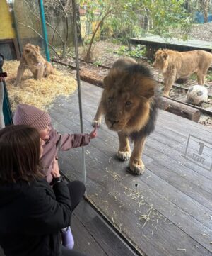 Ellen White Instagram - What a moment @zsllondonzoo two Lionesses introducing their babies to each other 🥰 Daddy Lion was up for the photos 😂 Huge thank you to their zookeeper who helped us learn all about the lions and the wonderful work they do to look after these beautiful animals! 

Feeding the Giraffes was such a special moment to share as a family. To see these stunning animals up close and personal was such a wonderful experience. They were so gentle and we learnt so much about them from their amazing zookeepers. 

Huge thank you to @zsllondonzoo for making this possible and for a wonderful fun filled day ☺️ It really made our festive weekend in London even more memorable!