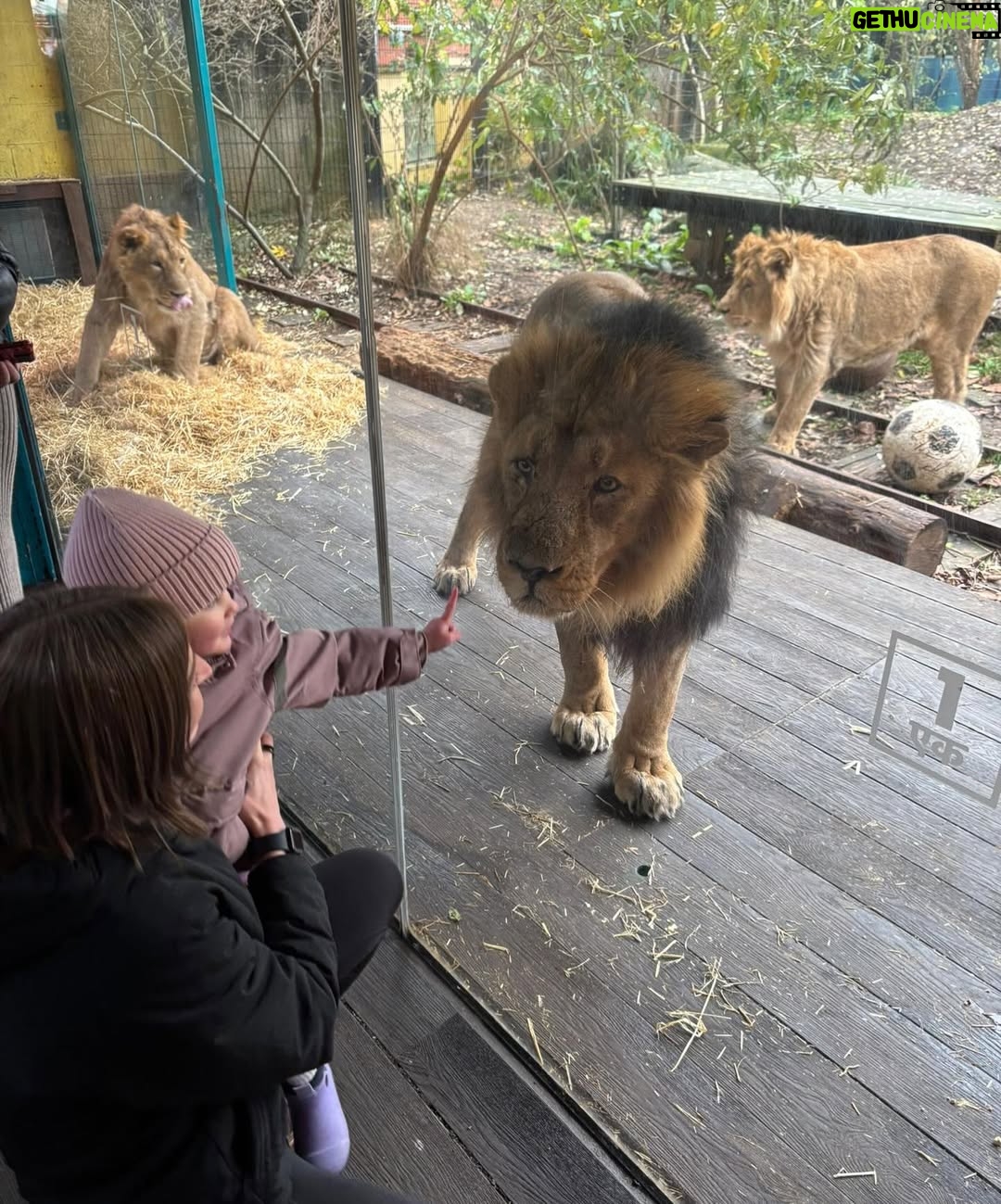 Ellen White - 7K Likes - What a moment @zsllondonzoo two Lionesses introducing their babies to each other 🥰 Daddy Lion was up for the photos 😂 Huge thank you to their zookeeper who helped us learn all about the lions and the wonderful work they do to look after these beautiful animals! 

Feeding the Giraffes was such a special moment to share as a family. To see these stunning animals up close and personal was such a wonderful experience. They were so gentle and we learnt so much about them from their amazing zookeepers. 

Huge thank you to @zsllondonzoo for making this possible and for a wonderful fun filled day ☺️ It really made our festive weekend in London even more memorable!