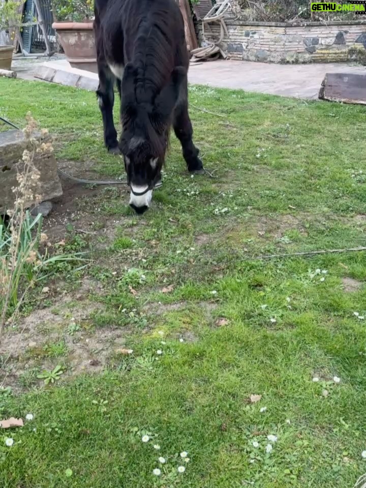 Eloise Mumford - 7.1K Likes - it's already tomorrow in Italy..... 👀

can't wait for you to see what we made. 
i love these people (and this donkey). 
we already need a part 2. 
#villaamore