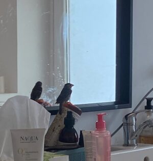 Elsa Punset Instagram - Escribir Alas para volar y compartir la historia de mi pequeño gorrión ha sido una de las cosas más bonitas de este tiempo.
Desde que el libro salió, muchas personas me han contado también sus propias historias con pájaros. Y siempre me emociona, porque descubres que cuidar a alguien de tu misma especie es fácil… pero cuando aprendes a cuidar a alguien de otra especie, ganas una familia entera. Entiendes que, en el fondo, todos necesitamos lo mismo: comida, cobijo y cariño.
Aquí os dejo algunas fotos de aquél verano: mi gorrioncillo en el baño, su nido, su perchero de IKEA con ramas de la playa, el baño lleno de cojines para amortiguar sus caídas cuando aprendía a volar, el bote de desmaquillante donde se subía a pedirme comida…
Si tú también tienes una historia con un pájaro —o con cualquier otro ser pequeño que te haya enseñado algo grande— me encantará leerla 🪹💚
#pájaroyyo #AlasParaVolar #naturaleza #vida