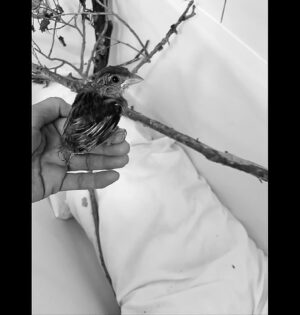 Elsa Punset Instagram - Escribir Alas para volar y compartir la historia de mi pequeño gorrión ha sido una de las cosas más bonitas de este tiempo.
Desde que el libro salió, muchas personas me han contado también sus propias historias con pájaros. Y siempre me emociona, porque descubres que cuidar a alguien de tu misma especie es fácil… pero cuando aprendes a cuidar a alguien de otra especie, ganas una familia entera. Entiendes que, en el fondo, todos necesitamos lo mismo: comida, cobijo y cariño.
Aquí os dejo algunas fotos de aquél verano: mi gorrioncillo en el baño, su nido, su perchero de IKEA con ramas de la playa, el baño lleno de cojines para amortiguar sus caídas cuando aprendía a volar, el bote de desmaquillante donde se subía a pedirme comida…
Si tú también tienes una historia con un pájaro —o con cualquier otro ser pequeño que te haya enseñado algo grande— me encantará leerla 🪹💚
#pájaroyyo #AlasParaVolar #naturaleza #vida