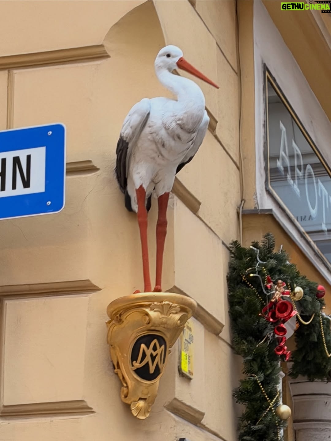 Endi Demneri - 10K Likes - That time of the year 🎄