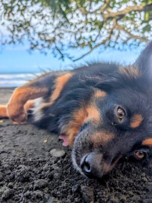 Gina Yashere Instagram - I didn't think this year could get any worse.
On Tuesday we lost our beloved Kemi in a tragic accident.
You have no idea the agony that me & Nina are going through.
When I say I loved that dog with my whole heart.
Someone said to me yesterday that dogs leave you better than they found you. I say yes & no. Yes, my heart expanded and I discovered a capacity for love for this little creature that I never thought was possible. No, in that now my heart is bigger, there is more to break, and mine is fuckin pulverized. Kemi made me better. I have no patience for people, but had all of it for her. I'm not crazy affectionate, but I must have kissed her forehead a hundred times a day. My voice went up 6 octaves when I spoke to her. Nina laughed at me for that.
Nina and I can only take solace in the fact that we gave Kemi the best life a dog could ask for.
Kemi was happy, confident, gentle, stubborn and free spirited because she knew she was cherished.
I wish we could have had more than just 5 years with her, but it is what it is.
I think she sent me a message here in Toronto as she was dying. There was a puffer coat from @bobheartsabishola costume department that had the label Kemi (my character name) on the arm. I hadn't worn it for months, as Kemi had torn it when we were playing in the park one day, and the feathers were flying out. On Tuesday I had an urge to wear it to pickleball. As I was leaving, I saw the Kemi label on the floor. I picked it up and tried to stick it back on the coat. It wouldn't stay. I said to myself, 'Well that's the end of an era'. Put the label in my pocket & went back to my apartment. It was not long after, I got the call that Kemi was gone. I cried a lot after our #altadena dream home burned down, but I would have that house burn a 100 times if it got me my girl back.
At least she died happy in our new dream home. Oh how she loved it there. She would disappear for hours coming back covered in mud, cowshit & God knows what else. She died a jungle dog. I can't believe my lil mini-me is gone.
Kayo is so sad and confused. She was his only friend.
This one is gonna be hard to get over. Love you forever Baby girl 💔
