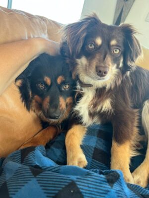 Gina Yashere Instagram - I didn't think this year could get any worse.
On Tuesday we lost our beloved Kemi in a tragic accident.
You have no idea the agony that me & Nina are going through.
When I say I loved that dog with my whole heart.
Someone said to me yesterday that dogs leave you better than they found you. I say yes & no. Yes, my heart expanded and I discovered a capacity for love for this little creature that I never thought was possible. No, in that now my heart is bigger, there is more to break, and mine is fuckin pulverized. Kemi made me better. I have no patience for people, but had all of it for her. I'm not crazy affectionate, but I must have kissed her forehead a hundred times a day. My voice went up 6 octaves when I spoke to her. Nina laughed at me for that.
Nina and I can only take solace in the fact that we gave Kemi the best life a dog could ask for.
Kemi was happy, confident, gentle, stubborn and free spirited because she knew she was cherished.
I wish we could have had more than just 5 years with her, but it is what it is.
I think she sent me a message here in Toronto as she was dying. There was a puffer coat from @bobheartsabishola costume department that had the label Kemi (my character name) on the arm. I hadn't worn it for months, as Kemi had torn it when we were playing in the park one day, and the feathers were flying out. On Tuesday I had an urge to wear it to pickleball. As I was leaving, I saw the Kemi label on the floor. I picked it up and tried to stick it back on the coat. It wouldn't stay. I said to myself, 'Well that's the end of an era'. Put the label in my pocket & went back to my apartment. It was not long after, I got the call that Kemi was gone. I cried a lot after our #altadena dream home burned down, but I would have that house burn a 100 times if it got me my girl back.
At least she died happy in our new dream home. Oh how she loved it there. She would disappear for hours coming back covered in mud, cowshit & God knows what else. She died a jungle dog. I can't believe my lil mini-me is gone.
Kayo is so sad and confused. She was his only friend.
This one is gonna be hard to get over. Love you forever Baby girl 💔