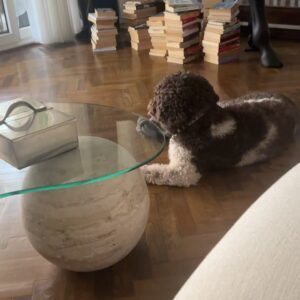Gül Gölge Instagram - Günaydın🌧️Hava tam kitap okumalık değil mi? Uzun süredir aynı anda üç dört kitap arasında dolanarak okuyorum.Tamamen ruh halime göre🐒 Kalemsiz okuyamayanlardanım.Mutlaka iz bırakırım kitaplarımda ve onları kimseye vermem😬☺️ Bu aralar şu dört kitap arasında dönüyorum; Tüm Beyin ile Yaşam – Beynin iki yarısı, iki farklı hayat. Bilimle kişisel deneyim birleşiyor.
• Dip Akıntıları – Berlin’in ruhunu bir mimarın gözünden, bir evin duvarlarından okumak.
• Yakındaki Uzak – Rebecca Solnit en sevdiğim yazarlardan oldu.Duyguları çok iyi geçirdiğini düşünüyorum.Annesiyle ilişkisi üzerinden kaybolmak, mesafeler ve kendini bulmak üzerine denemeler.
• Görme Biçimleri – Okul zamanı zorunlu kitabımızdı.Hep elimin altındadır.Bir kere okuduktan sonra hiçbir görsele aynı gözle bakamıyorsun.Her okuduğunda da başka bir şey fark ediyorsun.🍂#tavsiyeolsun
