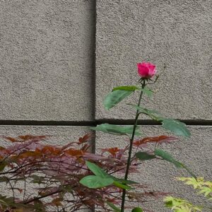 Hare Sürel Instagram - 🦎🌸